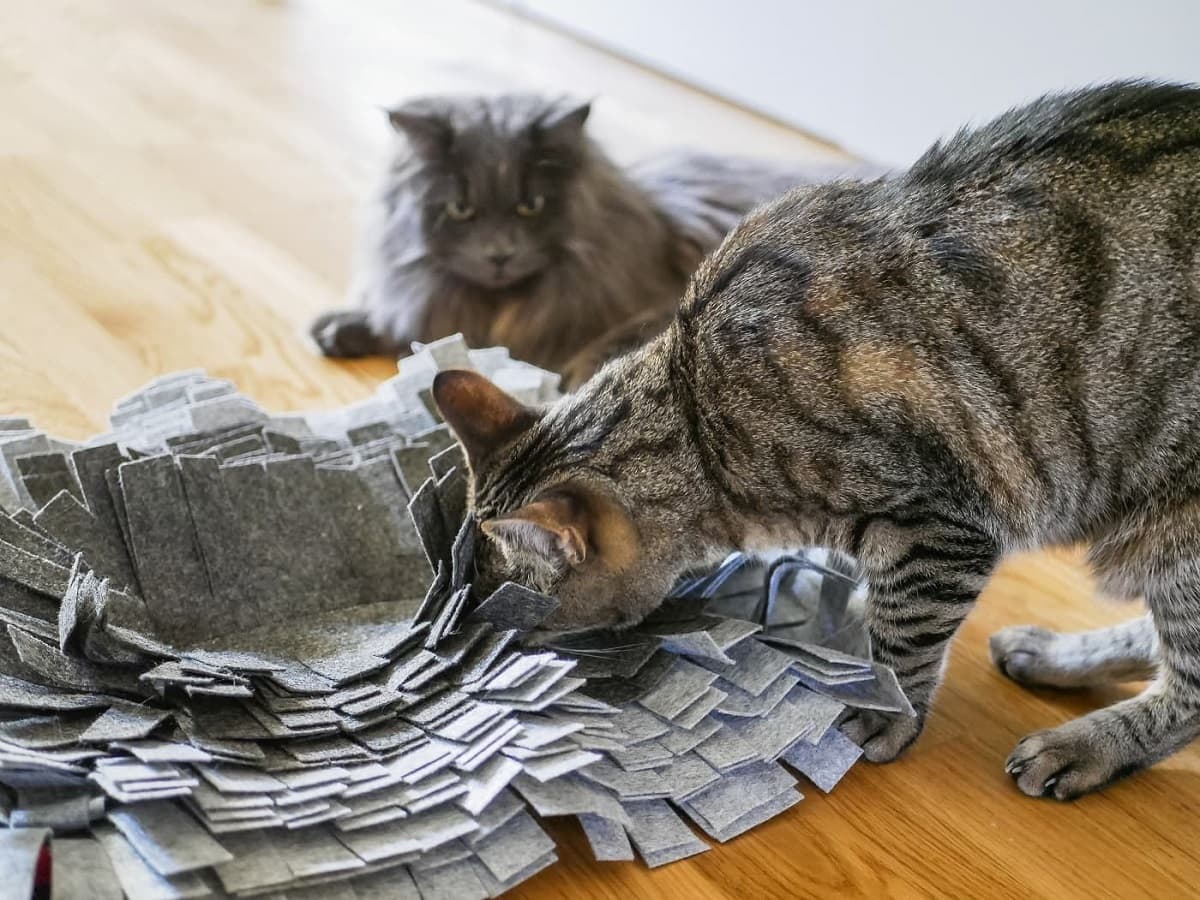 suchspiele-katzen suchspiele für katzen